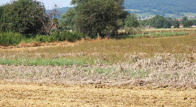 Lager, Nässe, Unkraut, Durchwuchs, typische Probleme 2002