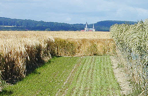 Die üppigen Bestände ließen Ende Juni eine Rekord-Ernteerwartung aufkommen. Hier in Schickelsheim am 28.06.02. Im Hintergrund der Kaiserdom von Königslutter am Elm.