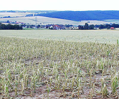 Maisfeld bei Selxen (Kreis Hameln) nach dem 10. Juli 2002