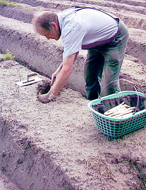 Spargelbauer bei Peine am 23. Juni 2002