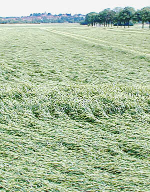 Weizen bei Ronnenberg (Krs. Hannover) am 11.07.02.